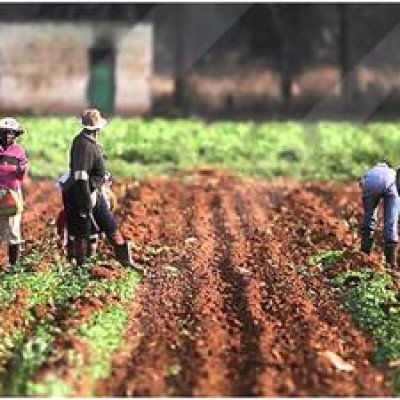 President Tinubu Aims to Bolster Food and Nutrition Security